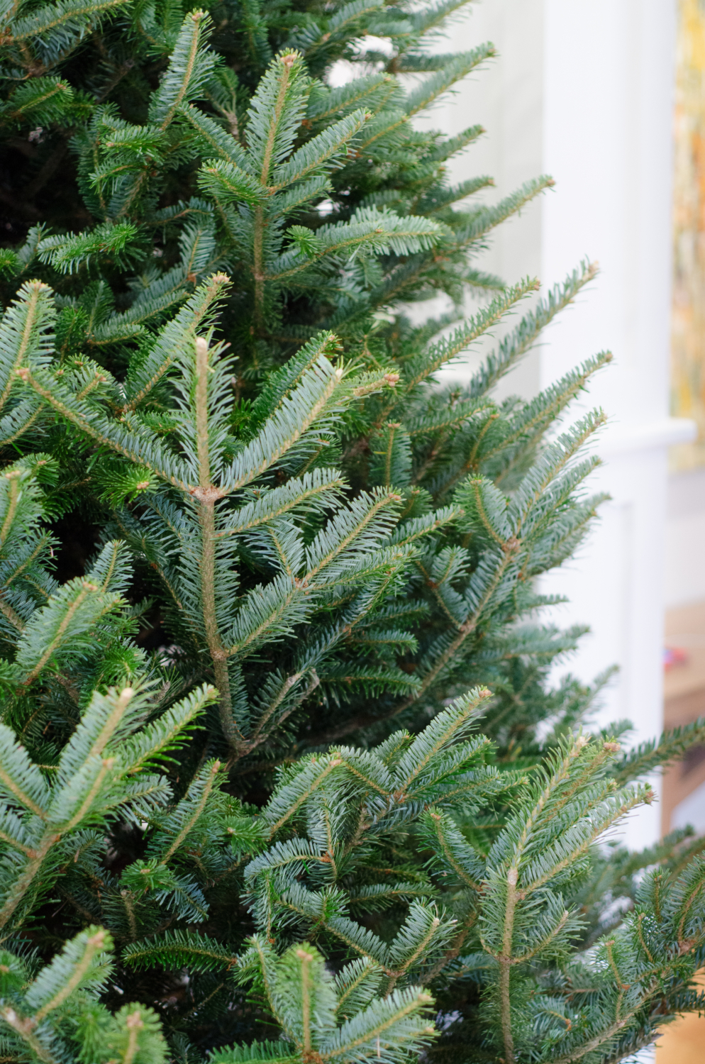 How to Choose the Right Christmas Tree Storage - The Cover Blog